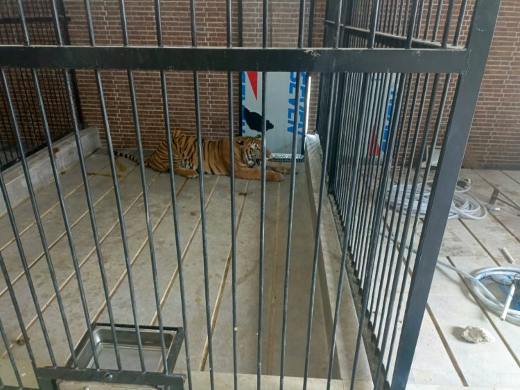 SUPRIANDA TEWAS DITERKAM MACAN DIRUMAH MAJIKANYA