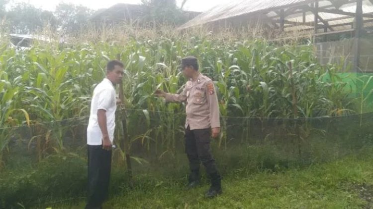 " DUKUNG KETAHANAN PANGAN, POLSEK KOTAWARINGIN LAMA TINJAU PERKEMBANGAN JAGUNG HIBRIDA : WUJUD NYATA SINERGI UNTUK KESEJAHTERAAN RAKYAT " 